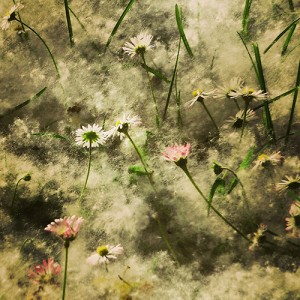 Il sogno dei fiori di campo