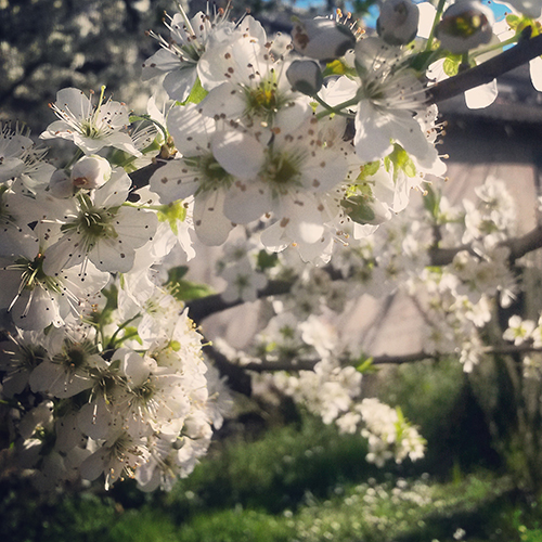 Un albero di prugne in fiore